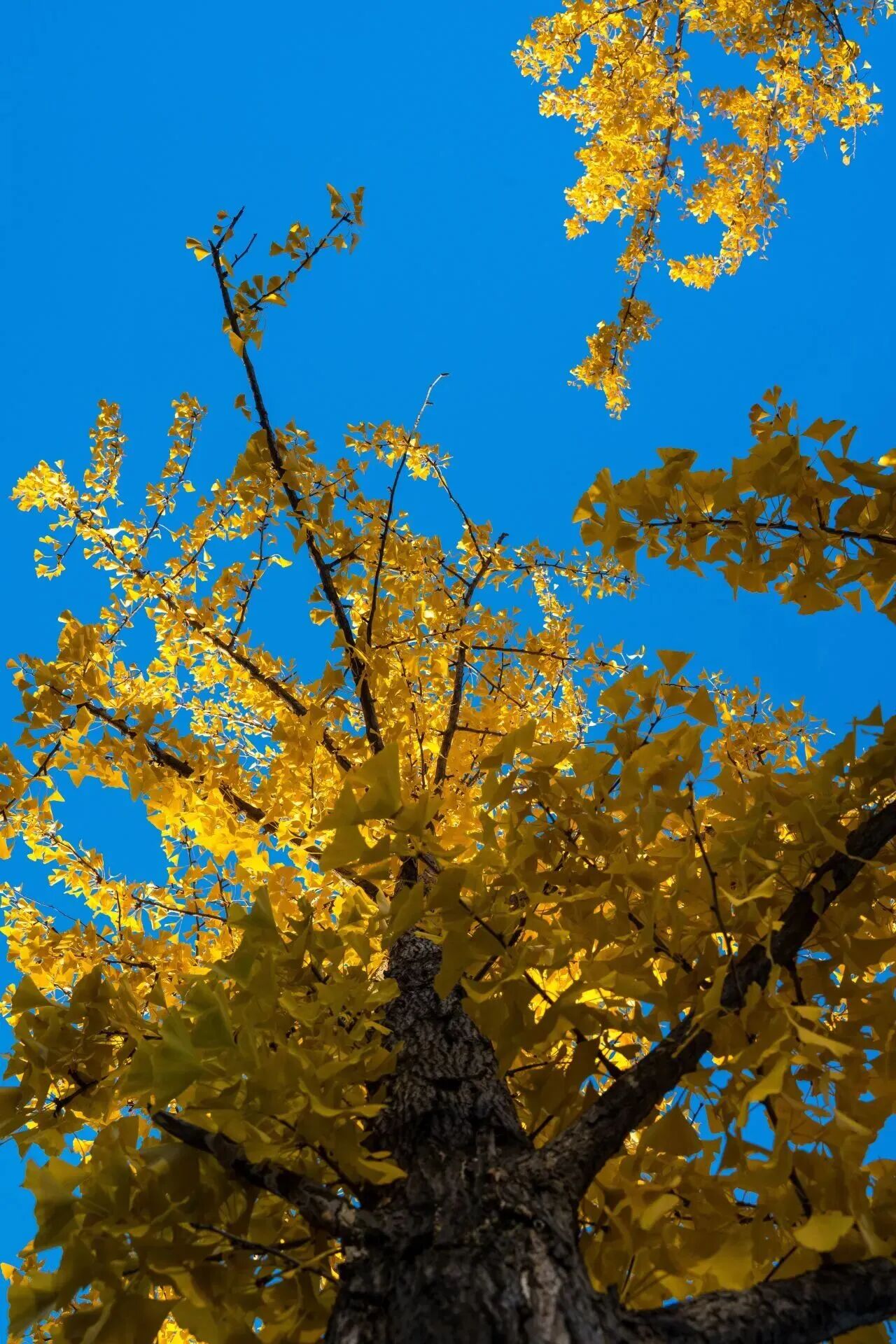 云顶国际(集团)官方网站