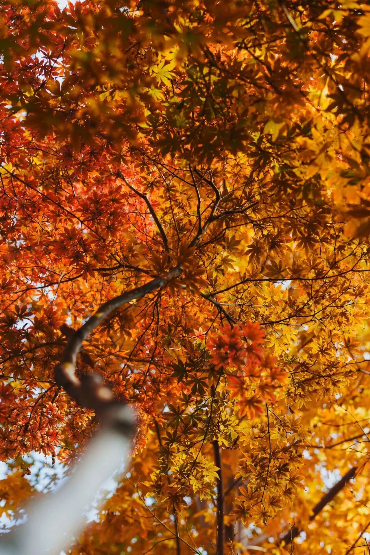 云顶国际(集团)官方网站